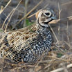 Montezuma Quail
